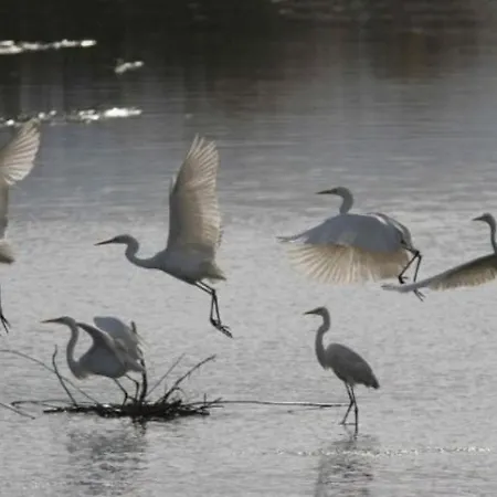 מלון Diga מרינה די רוונה